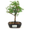 copia_bonsai_caliandra_branca_2_anos_22_cm_10844_3_27ea0e35639f42e46448d37eca9a4d9a