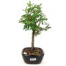 copia_bonsai_caliandra_branca_2_anos_22_cm_10844_4_eb3fd7590e54ca829ac7f11019494006