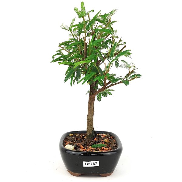 copia_bonsai_caliandra_branca_2_anos_22_cm_10844_4_eb3fd7590e54ca829ac7f11019494006