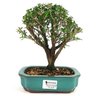 bonsai_serissa_dobrada_branca_4_anos_21_cm_10906_1_7159ad2f9a3d57e86dd36f5f22cf10fc