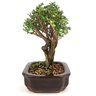 bonsai_serissa_rosa_4_anos_20_cm_10942_2_b2af5ef63e8c1ba19ddb578b79f6ea6b
