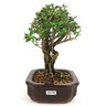 bonsai_serissa_rosa_4_anos_20_cm_10942_4_82d7c9e69cc4e5b7373018293f300693