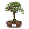 bonsai_serissa_rosa_4_anos_24_cm_10944_1_2be0089d06d4fac78dfc9393d738460e