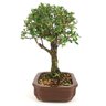 bonsai_serissa_rosa_4_anos_24_cm_10944_2_cdfee47ef21238569b80b979d2a80dbf