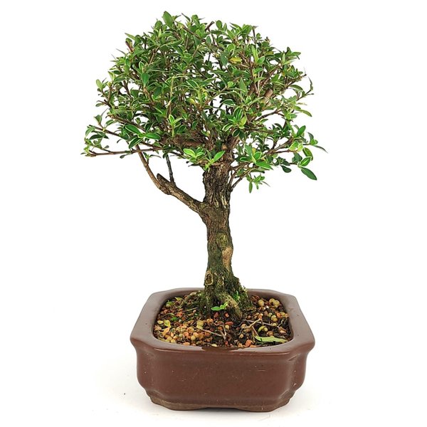 bonsai_serissa_rosa_4_anos_24_cm_10944_2_cdfee47ef21238569b80b979d2a80dbf