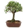 bonsai_serissa_rosa_4_anos_24_cm_10944_3_82e077036fd00108884bdcd421823b53