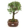 bonsai_serissa_rosa_4_anos_24_cm_10944_4_7d897d076e06024e9dd0c12b62bfa1a2