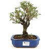 bonsai_serissa_rosa_4_anos_23_cm_10948_1_085924a30d2ac37b44f5072806da1516