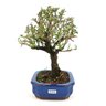 bonsai_serissa_rosa_4_anos_23_cm_10948_2_a956f8d754928b1fed92ad9d03d60afe