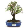 bonsai_serissa_rosa_4_anos_23_cm_10948_3_ccfebb934fb78c16f217da03e2d832de