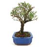 bonsai_serissa_rosa_4_anos_23_cm_10948_4_69ae72291a10ee2e69c861a37ff778da