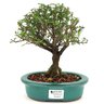 bonsai_serissa_rosa_4_anos_21_cm_10950_1_09cb04d6eb7c6a03603b337406508b66