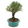 bonsai_serissa_rosa_4_anos_21_cm_10950_2_f354ee4aa5c4f64b4e86d5b6b6b3fef3