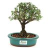 bonsai_serissa_rosa_4_anos_21_cm_10950_3_2c8bbb9297705c244676c3f84f4a901a