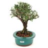 bonsai_serissa_rosa_4_anos_21_cm_10950_4_a20fd13b888c756f382abfb29690cada