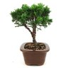 copia_bonsai_shimpaku_3_anos_21_cm_11008_2_50b69fab32f510040567c4d5597009c2