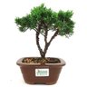 copia_bonsai_shimpaku_3_anos_21_cm_11008_3_edf196b364ff4aec76212d75026ee314