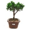 copia_bonsai_shimpaku_3_anos_21_cm_11008_4_b5b1b857cf1b6cc7b8eb2e1533951e22