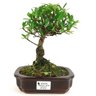 bonsai_jasmim_4_anos_23_cm_11012_1_2d147532c7ee58a8bb49a53a9d5aaebd