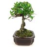 bonsai_jasmim_4_anos_23_cm_11012_2_9a5eceb7c2cea423a895fa237f0a2299