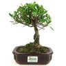 bonsai_jasmim_4_anos_23_cm_11012_3_2a73b1e59709cc84b4f9877e4e040e7a
