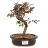bonsai_loropetalum_rubrum_4_anos_26_cm_11028_1_312cc2b57f33d18939b3ed17886fc739