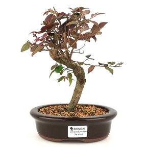 bonsai_loropetalum_rubrum_4_anos_26_cm_11028_1_312cc2b57f33d18939b3ed17886fc739