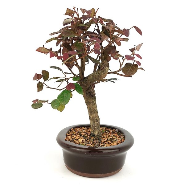 bonsai_loropetalum_rubrum_4_anos_26_cm_11028_2_cb73a68607e906a456c7da6063773310