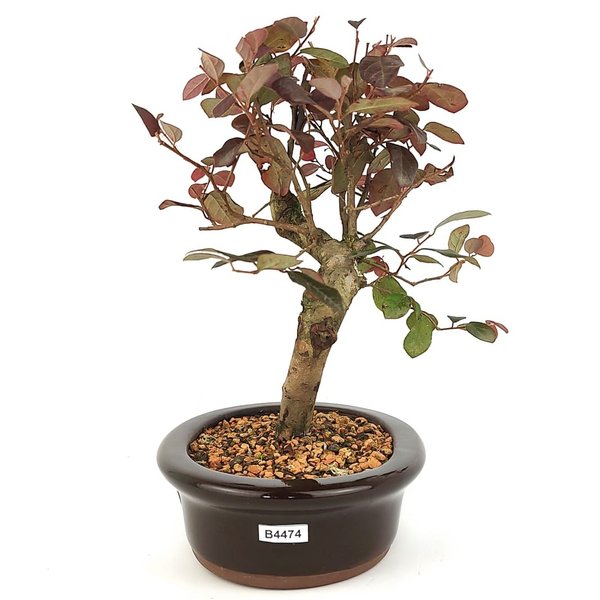 bonsai_loropetalum_rubrum_4_anos_26_cm_11028_4_19c283463e9b67bab1c0fb615dec782c