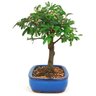 bonsai_caliandra_rosa_4_anos_22_cm_11038_2_4464c092c6dfd53110d9b3c9a9689eb8