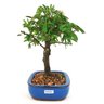 bonsai_caliandra_rosa_4_anos_22_cm_11038_4_bbc270559287313761ab759606345193