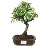 bonsai_piracanta_laranja_4_anos_29_cm_11064_1_ca7f5dc941d164119c0123a1d0c8db1b