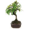 bonsai_piracanta_laranja_4_anos_29_cm_11064_2_beb35674355741d1cc79dbd1f2c5c813