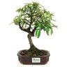 bonsai_piracanta_laranja_4_anos_29_cm_11064_3_c17374670c47f186823b3efde1ece406