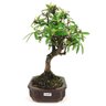 bonsai_piracanta_laranja_4_anos_29_cm_11064_4_57437de3bb236bb1d5be480067ce8ad7
