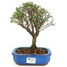 copia_bonsai_serissa_rosa_4_anos_25_cm_11074_1_8a024b5794a3f3206fb32c19770a60cf