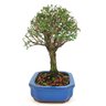 copia_bonsai_serissa_rosa_4_anos_25_cm_11074_2_bec822d21bbbf05d4e4b5bab73d8ea84
