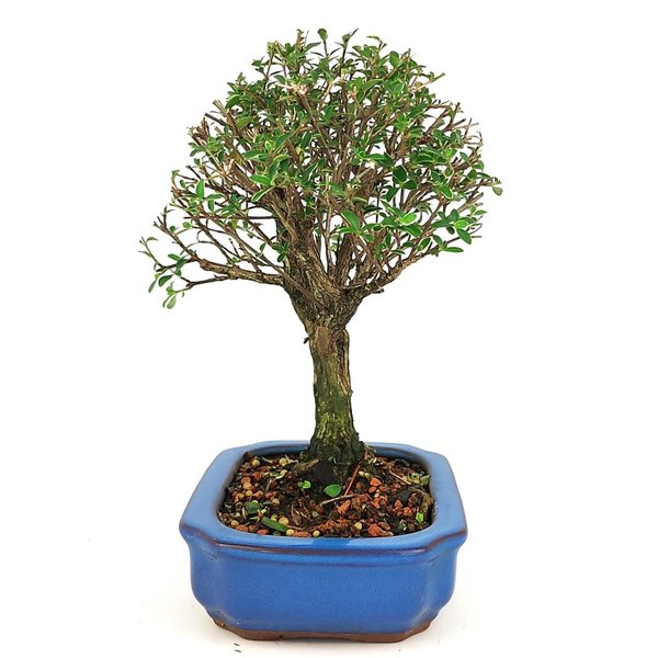 copia_bonsai_serissa_rosa_4_anos_25_cm_11074_2_bec822d21bbbf05d4e4b5bab73d8ea84