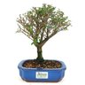 copia_bonsai_serissa_rosa_4_anos_25_cm_11074_3_548ae6e84483dd05c6630df49dd6f551