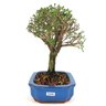 copia_bonsai_serissa_rosa_4_anos_25_cm_11074_4_7e8911496c6379345f651cc56cfb1e8d