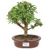 bonsai_mini_goiaba_4_anos_24_cm_11082_1_9f6746e46520adba22df86f119d7bdab
