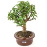 bonsai_mini_goiaba_4_anos_24_cm_11082_2_4976277d6734abed02c61f639d6cd209