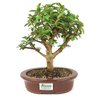 bonsai_mini_goiaba_4_anos_24_cm_11082_3_3809b7b3b274dcc3a314b1122c067bea