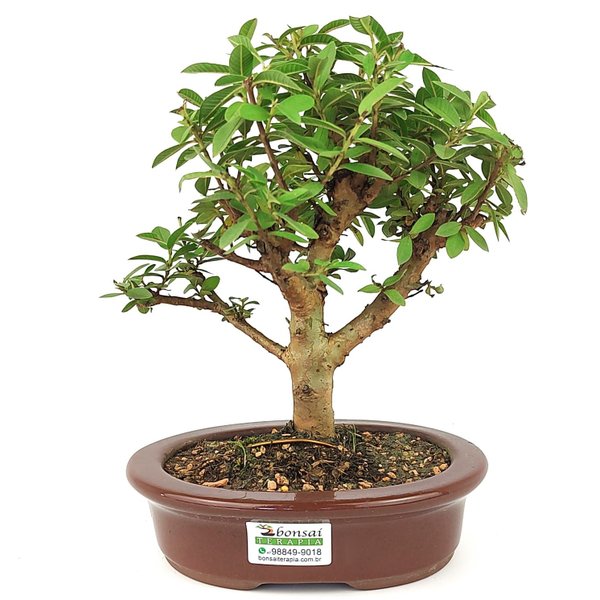 bonsai_mini_goiaba_4_anos_24_cm_11082_3_3809b7b3b274dcc3a314b1122c067bea