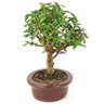 bonsai_mini_goiaba_4_anos_24_cm_11082_4_492e91acd7c15407d5ff22494a7c77c6