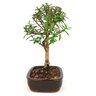 bonsai_mini_goiaba_4_anos_25_cm_11086_2_134c24be9cf654ca50da0a37f8917057