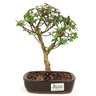 bonsai_mini_goiaba_4_anos_25_cm_11086_3_b74481cbfd9c32a0a98ceb6cc3e71385