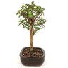 bonsai_mini_goiaba_4_anos_25_cm_11086_4_851003b931b3b812129a9340298bda55