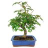 bonsai_acer_palmatum_12_anos_39_cm_11096_1_aa04774d8631973be317596a94d1b5bf
