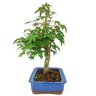 bonsai_acer_palmatum_12_anos_39_cm_11096_2_9cff5c01be90d31336d2cf7324d47a78
